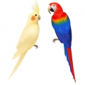 Papugi i ptaki