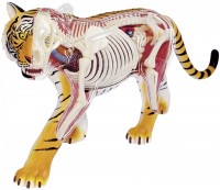 Фото - 3D-пазл 4D Master Tiger Anatomy Model 26105 