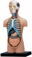 Zdjęcia - Puzzle 3D 4D Master Human Torso Anatomy Model 26051 