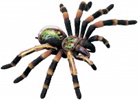 Zdjęcia - Puzzle 3D 4D Master Tarantula Spider Anatomy Model 26112 