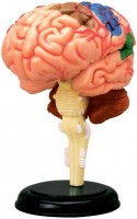 Фото - 3D-пазл 4D Master Human Brain Anatomy Model 26056 