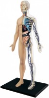 Zdjęcia - Puzzle 3D 4D Master Half Cleared Human Body Anatomy Model 26085 