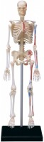 Фото - 3D-пазл 4D Master Human Skeleton Model 26059 