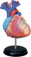 Zdjęcia - Puzzle 3D 4D Master Heart Anatomy Model 26052 