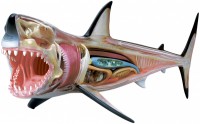 Фото - 3D-пазл 4D Master Great White Shark Anatomy Model 26111 