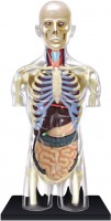 Фото - 3D-пазл 4D Master Transparent Torso 626108 