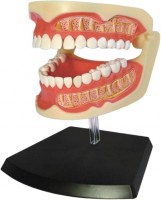 Фото - 3D-пазл 4D Master Adult Dentures 626015 